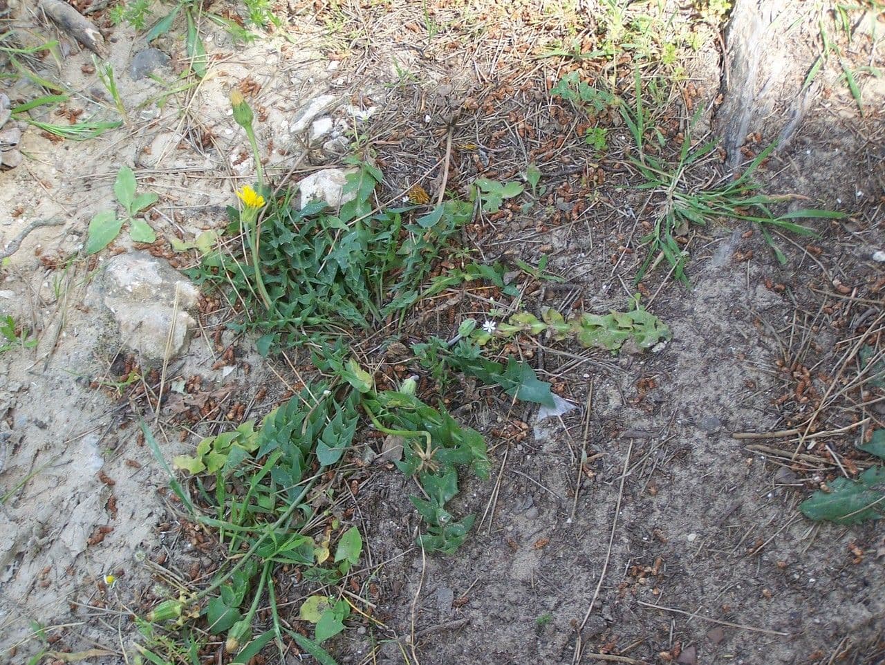 Hyoseris radiata 11