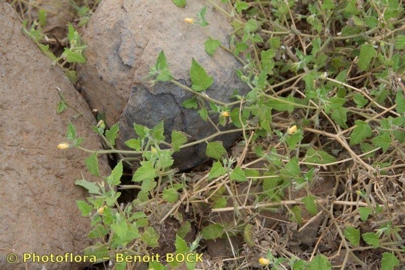 Mentzelia aspra 6