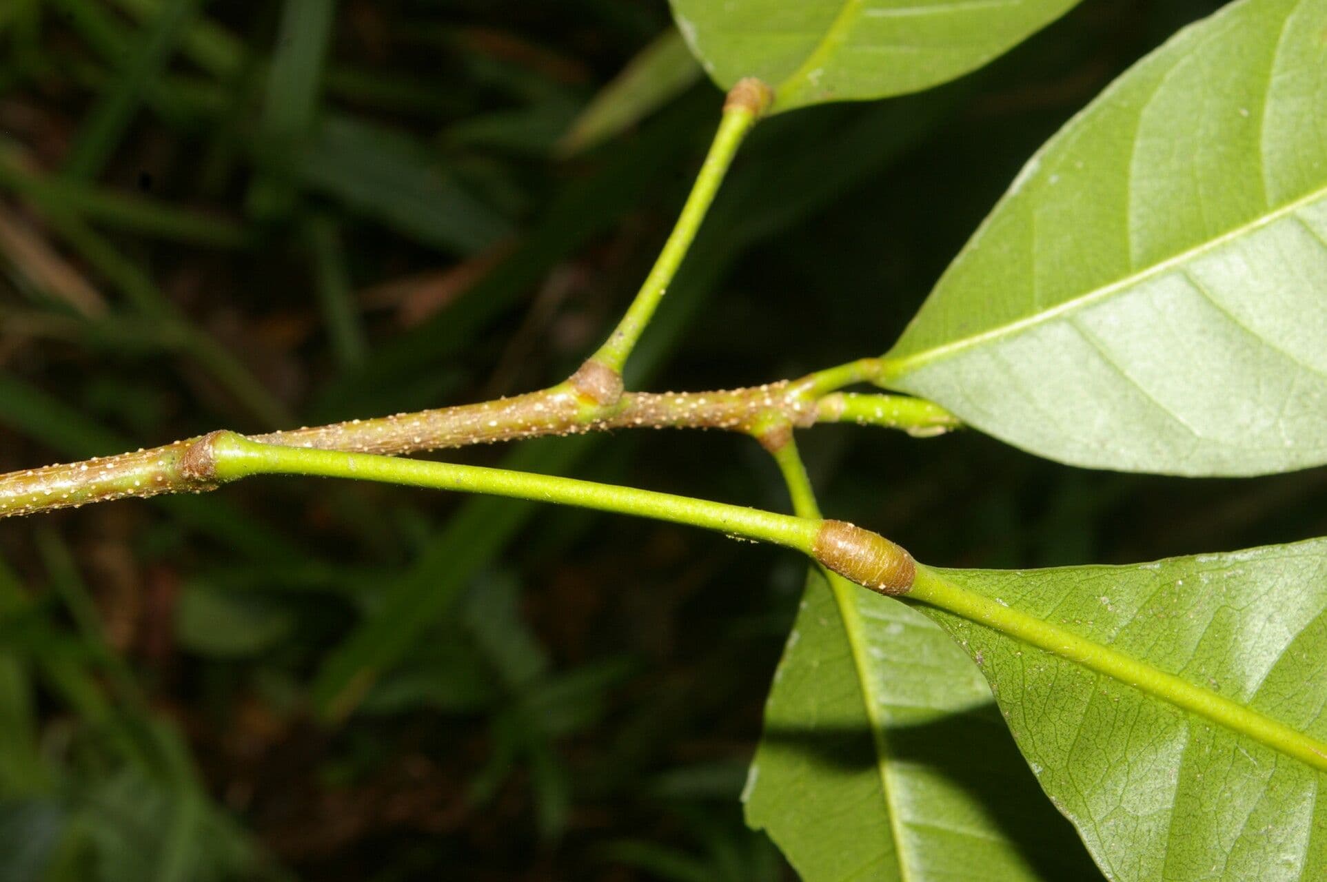 Conchocarpus 20