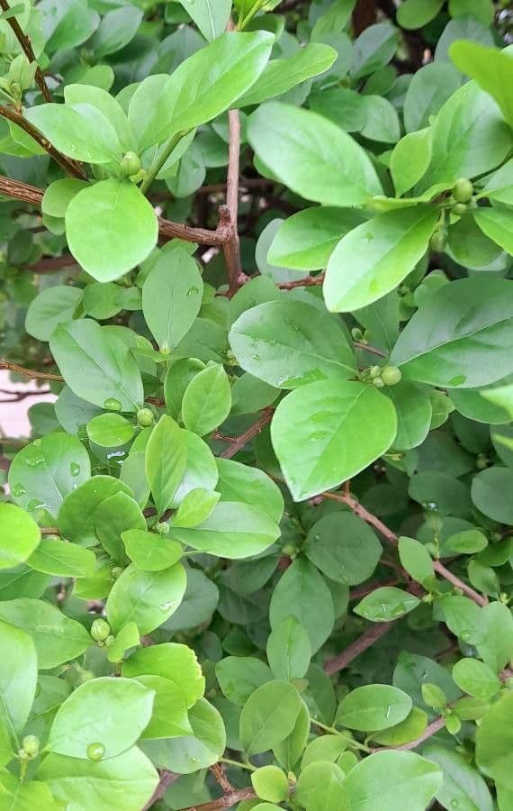 Brunfelsia australe 11