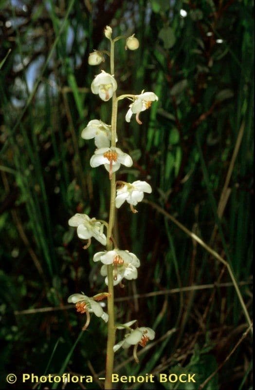 Round-leaf wintergreen 21