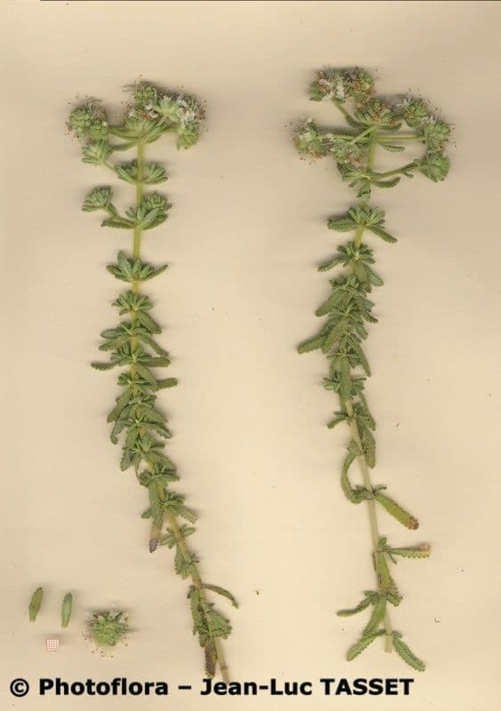Teucrium 20