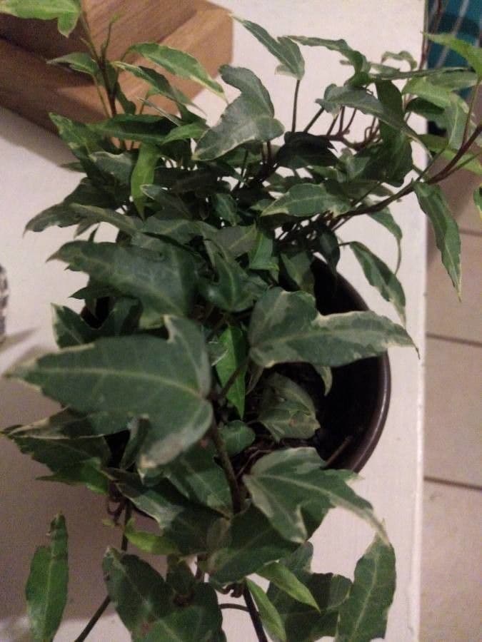 Edera algerina 20