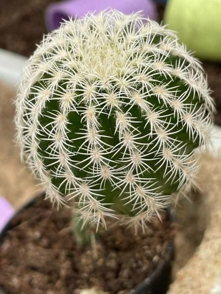 Cactus 8
