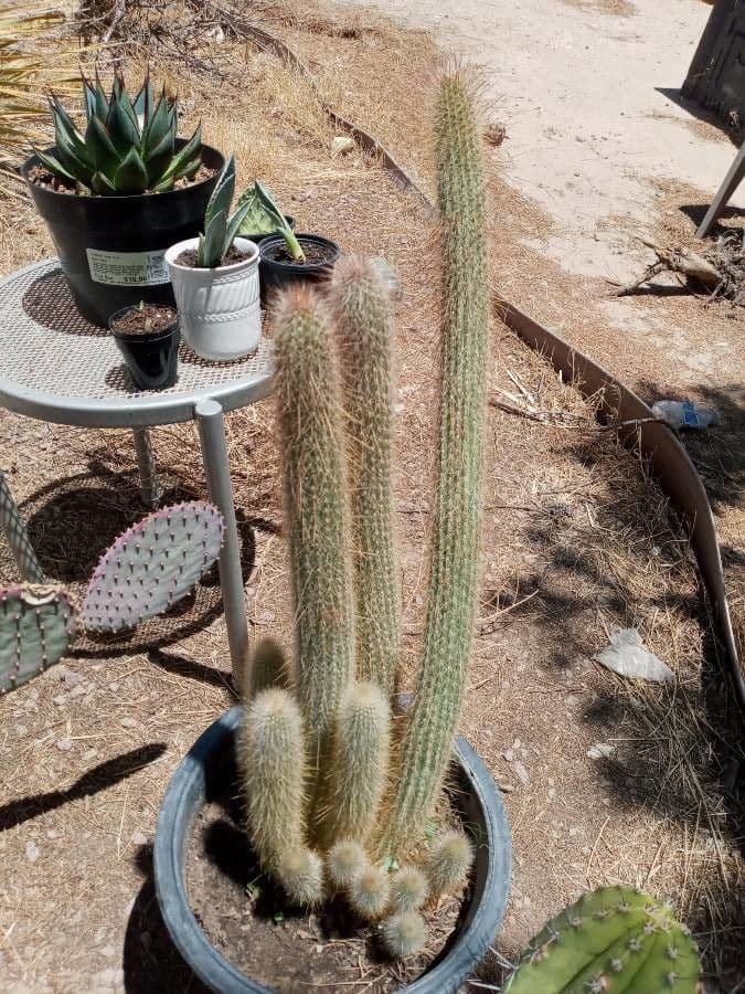 Cleistocactus 13