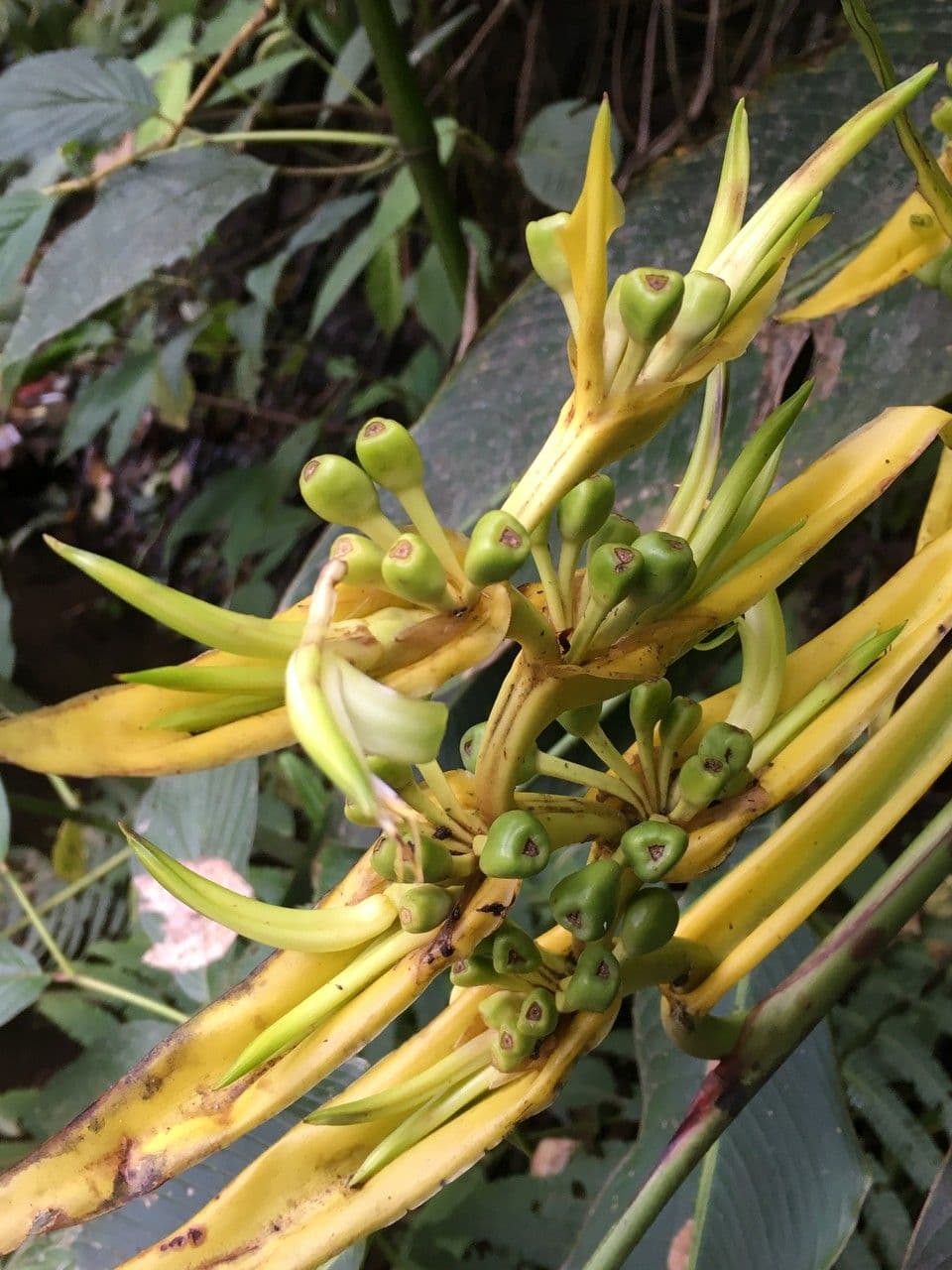Heliconia pendente 5