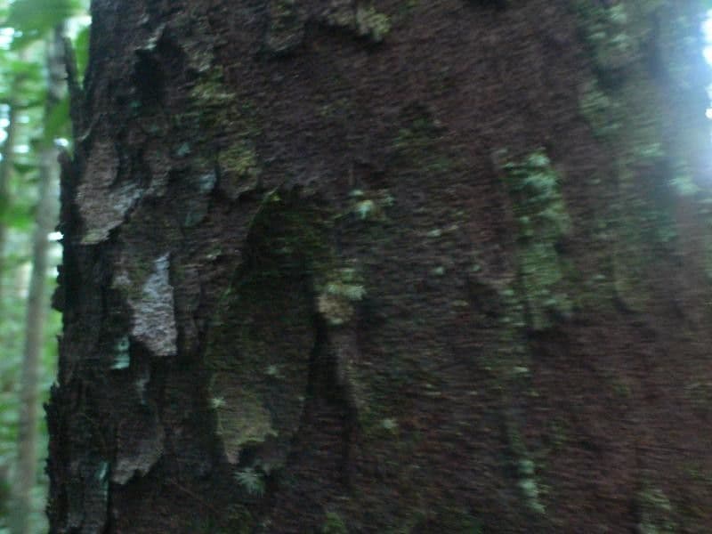 Vantanea