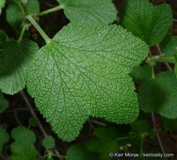Ribes senza odore 13