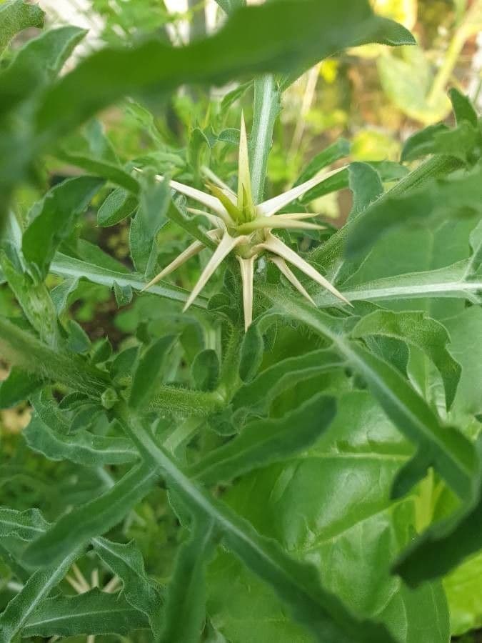 Calcatreppola 2