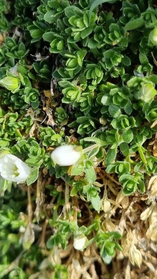 Arenaria ciliata 14