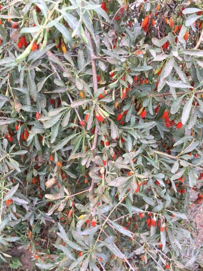 Goji 5