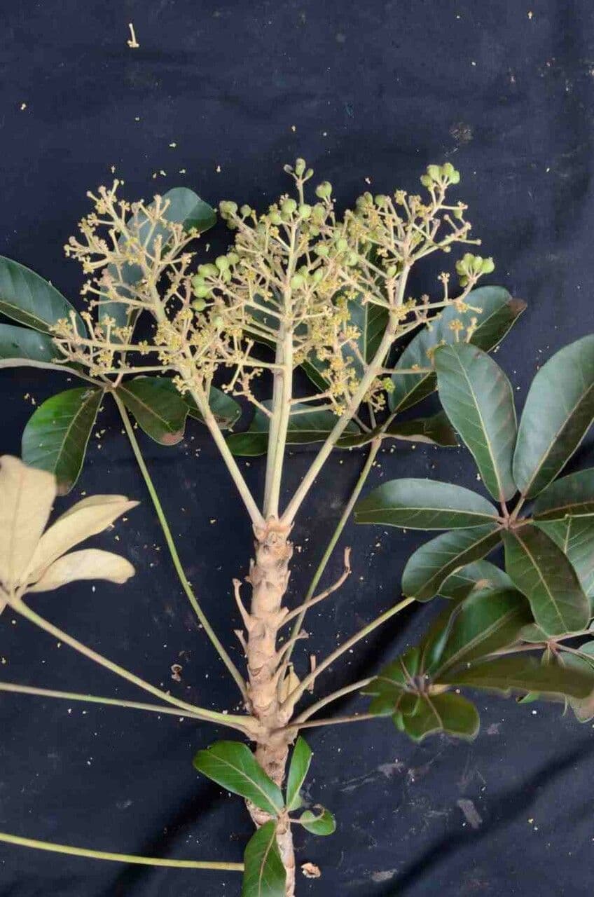 Didymopanax macrocarpus 12