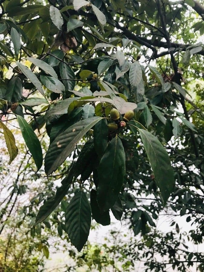 Quercia 6