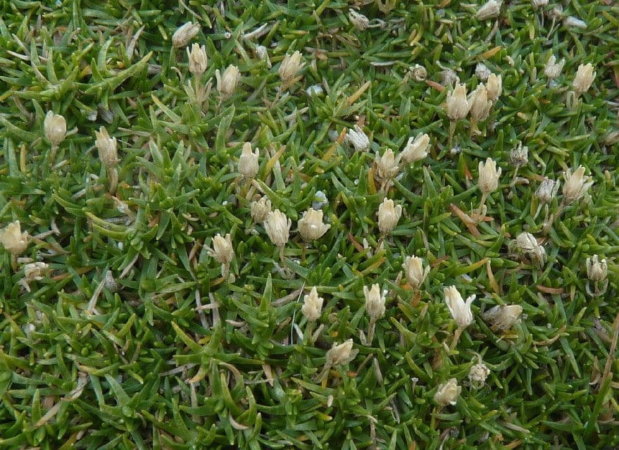 Minuartia 8