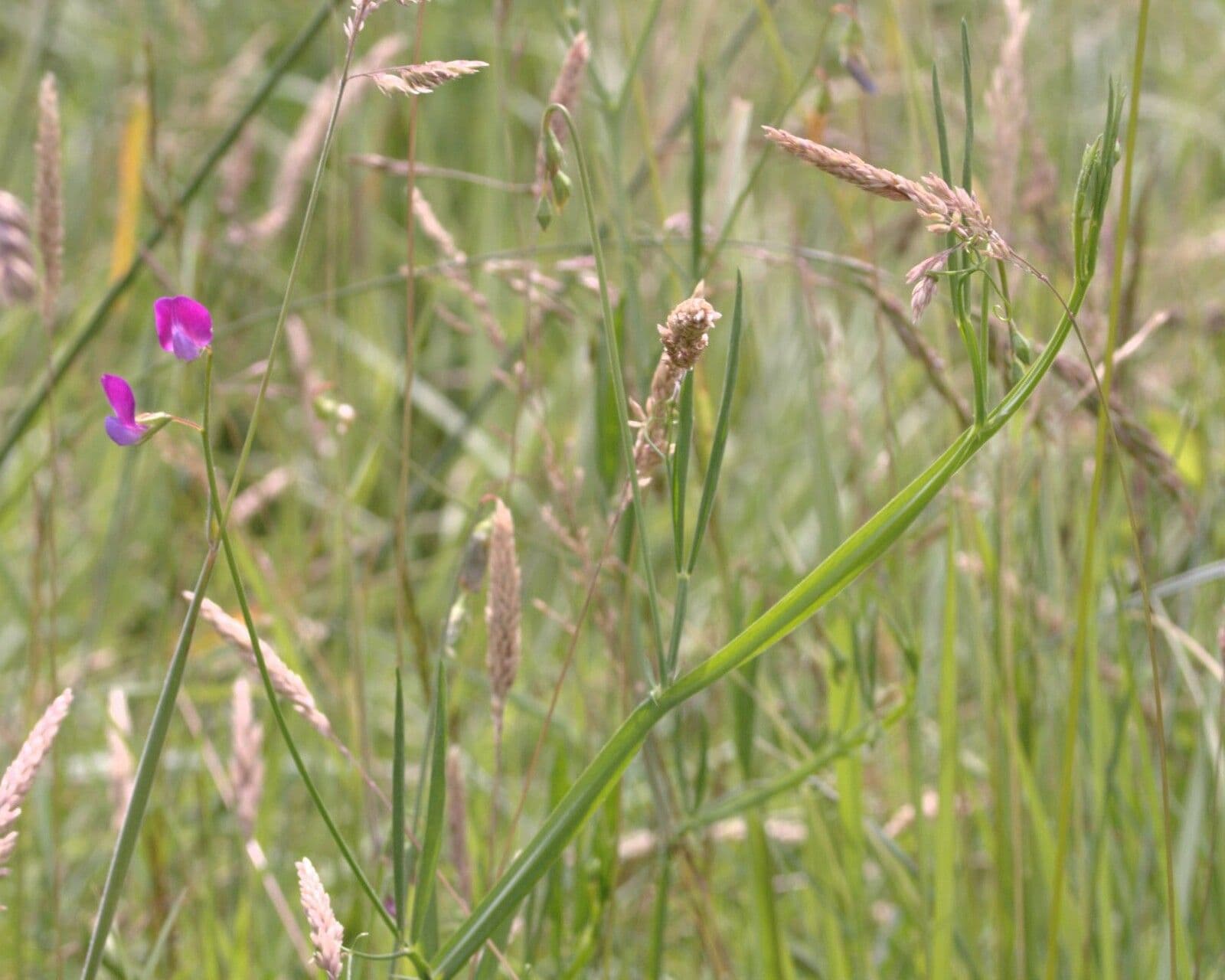 Cicerchia pelosa 15