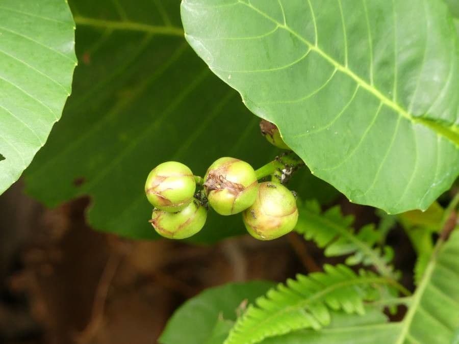 Dillenia 4