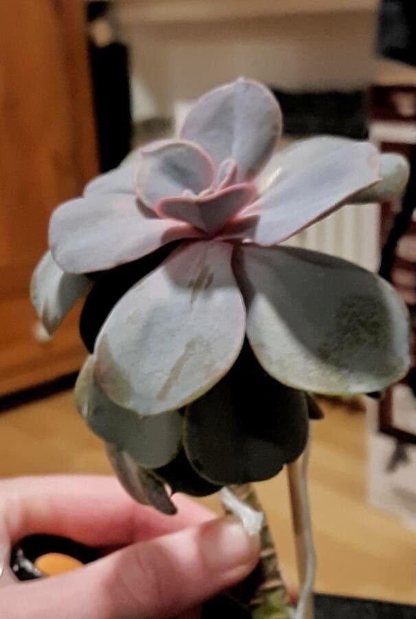 Echeveria 9
