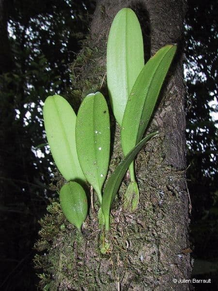 Orchidea ombrello pallida 14