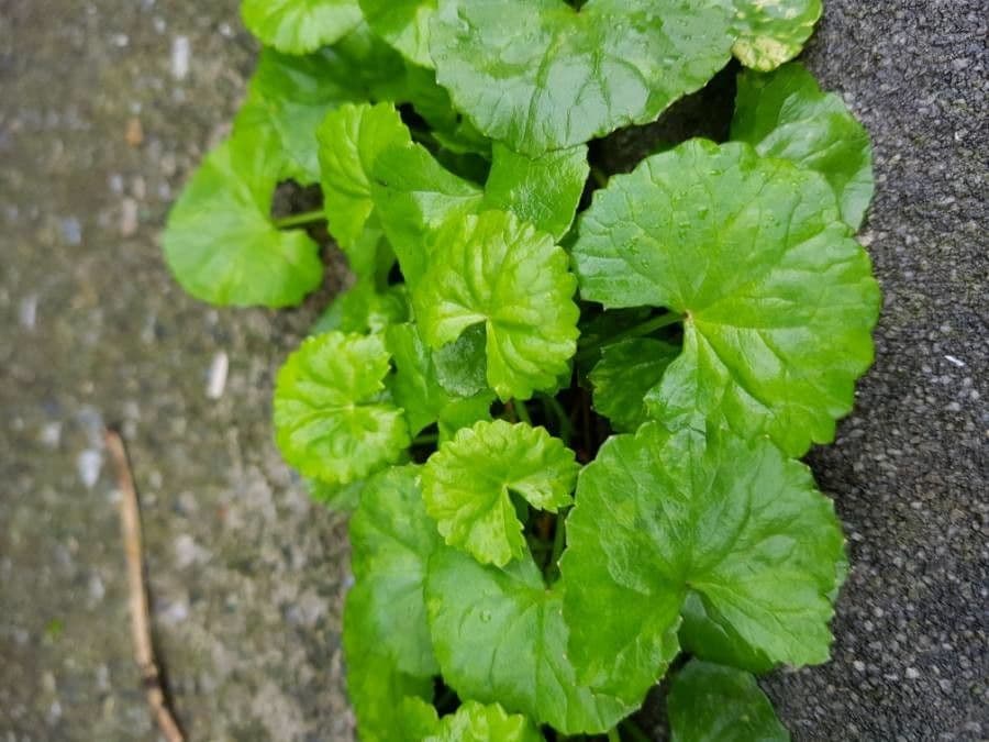 Centella asiatica 12