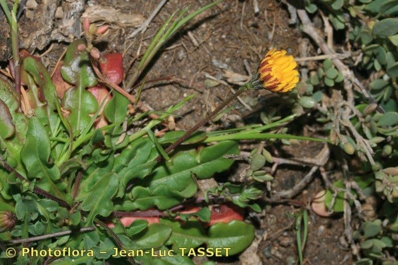 Crepis 2