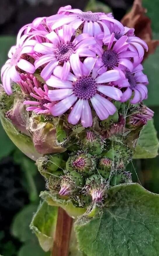 Pericallis 5