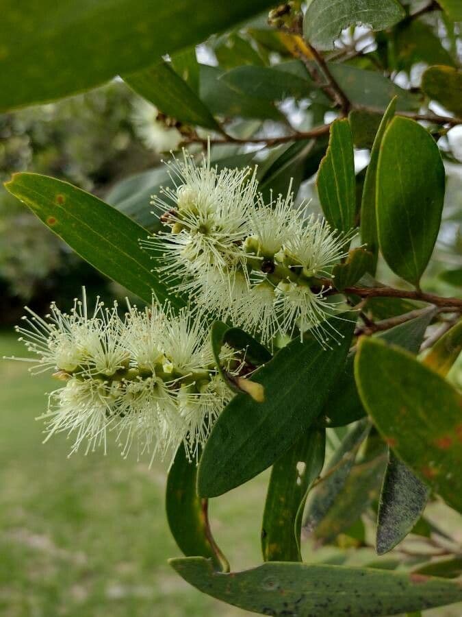 Fünfnerviger Teebaum 8