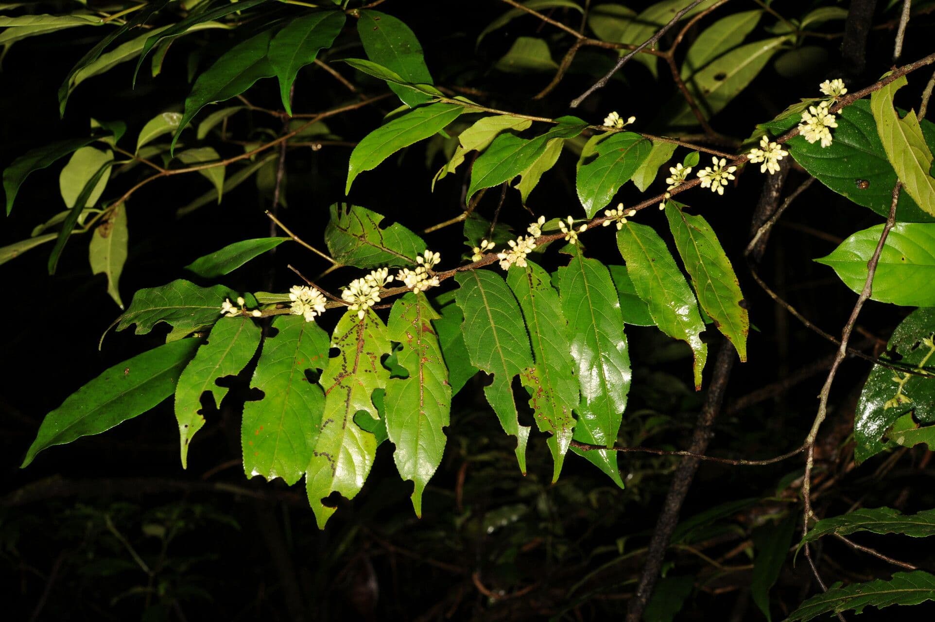 Casearia 6