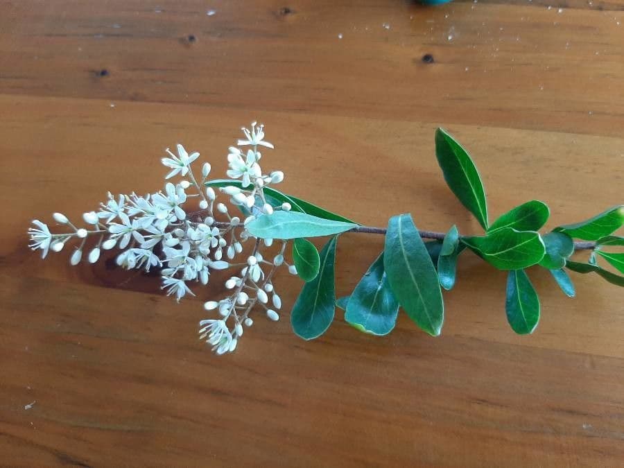 Bursaria spinosa 5