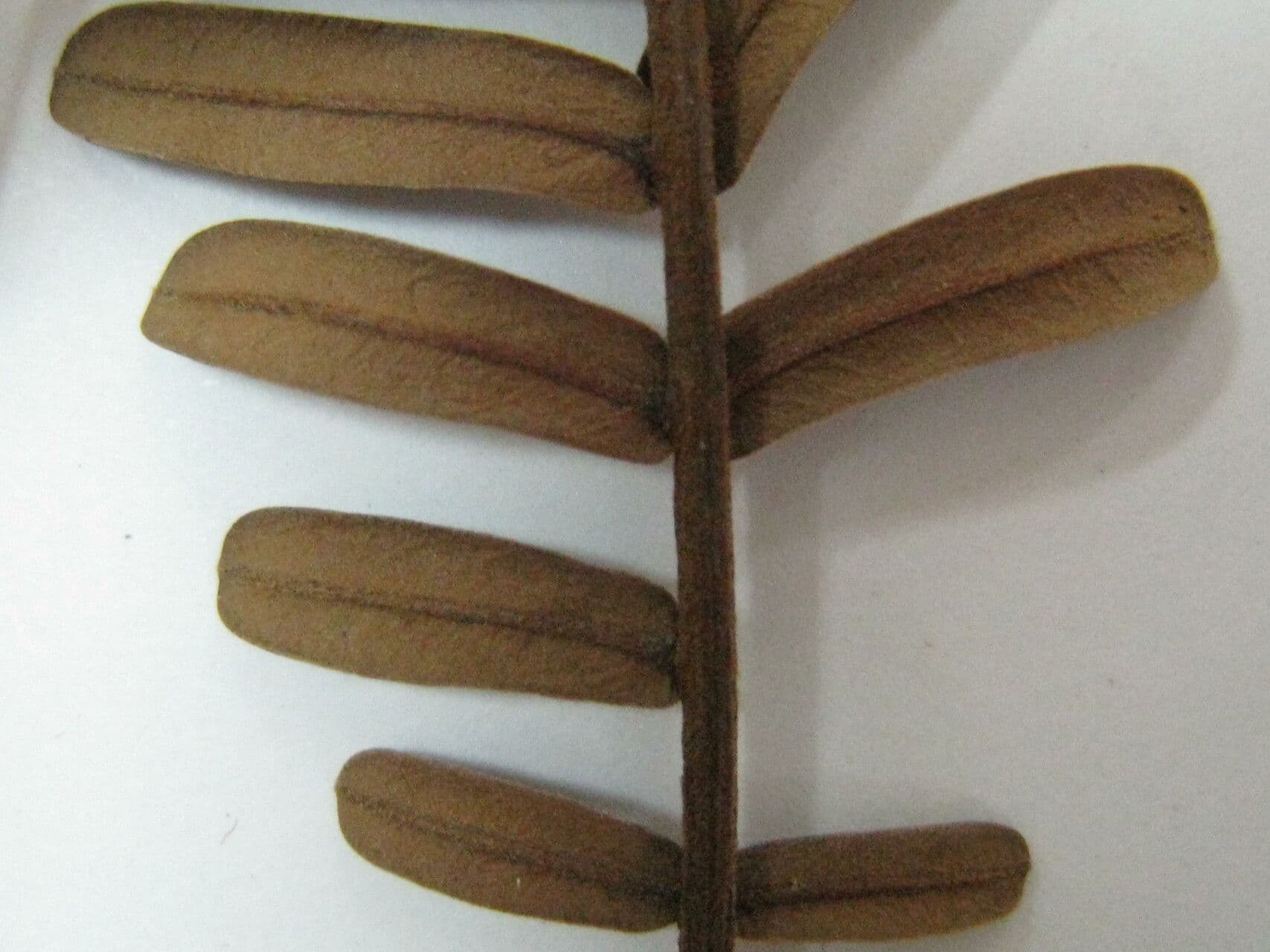 Dimorphandra 2