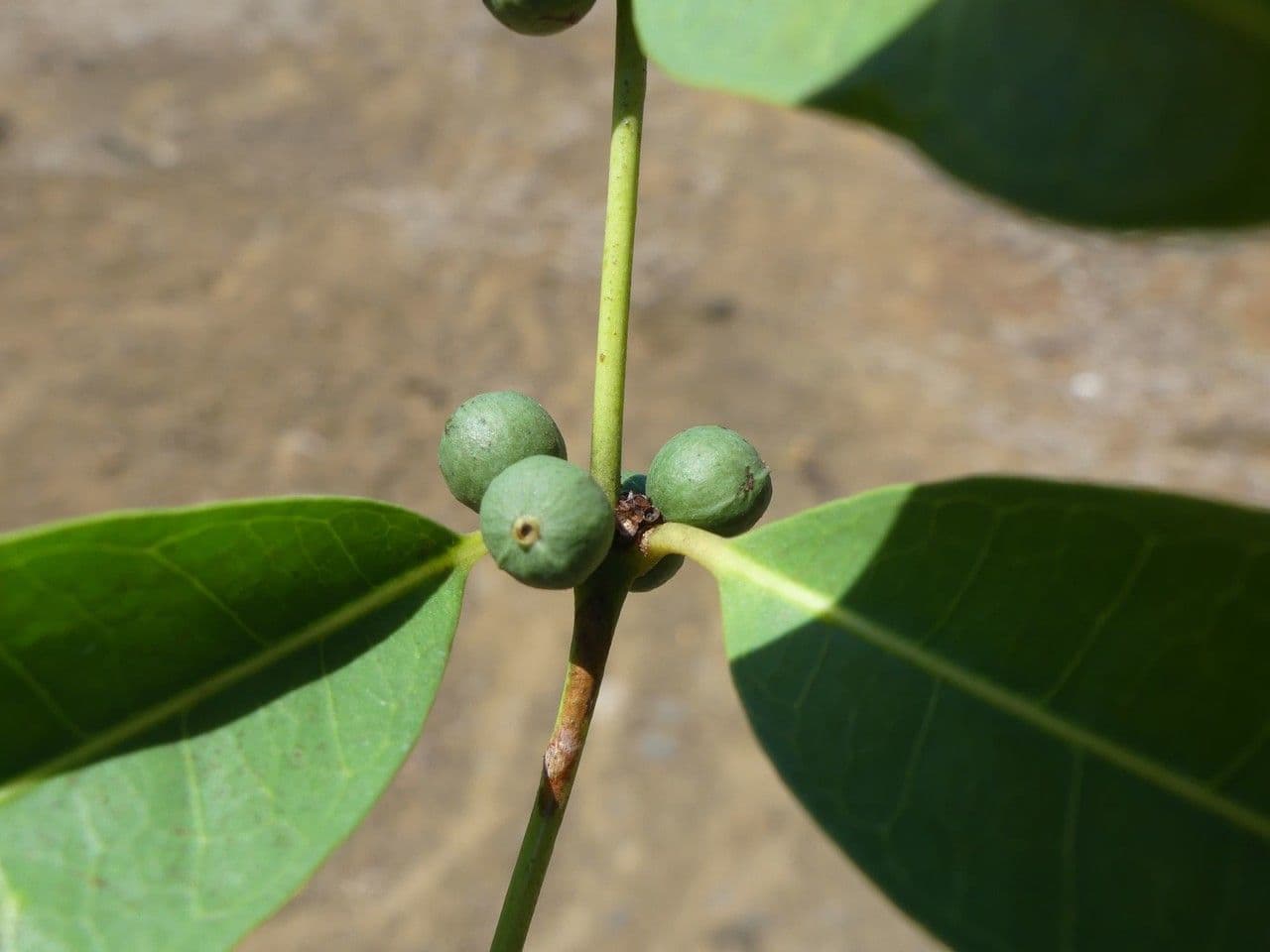 Polysphaeria 2