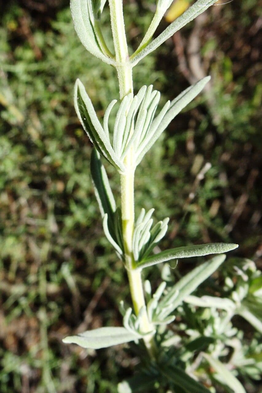 Lavanda selvatica 19