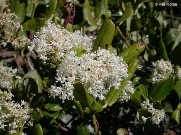 Ceanothus sametový 4