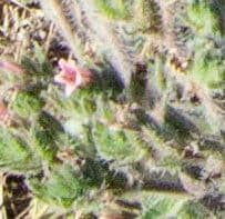 Micromeria 5