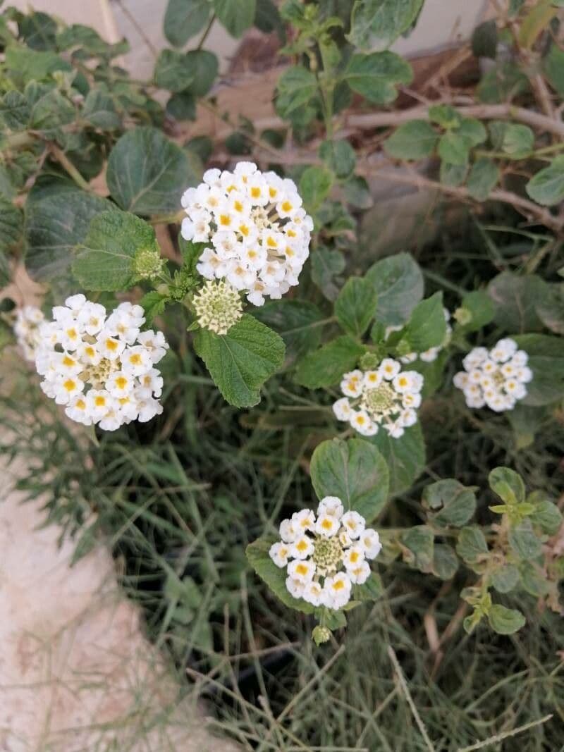 Lantana canescens 8