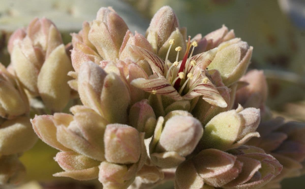 Donkey's ear 3