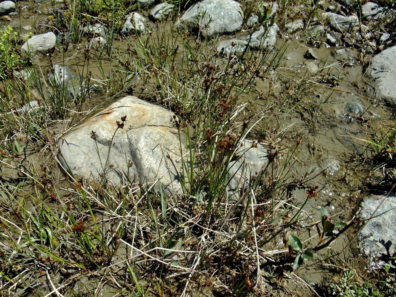 Alpen-Binse 13