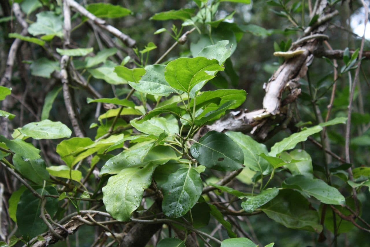 Oxera 6