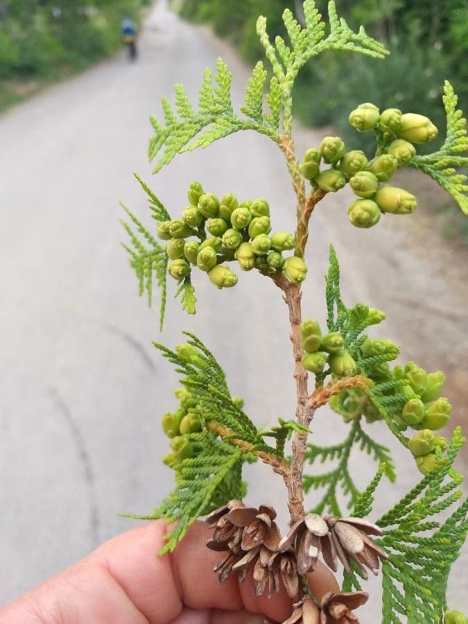 Northern white-cedar 20