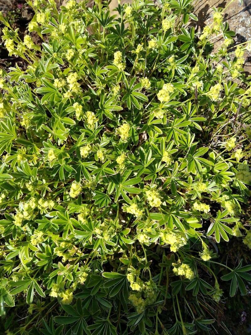 Alchemilla transiens 3