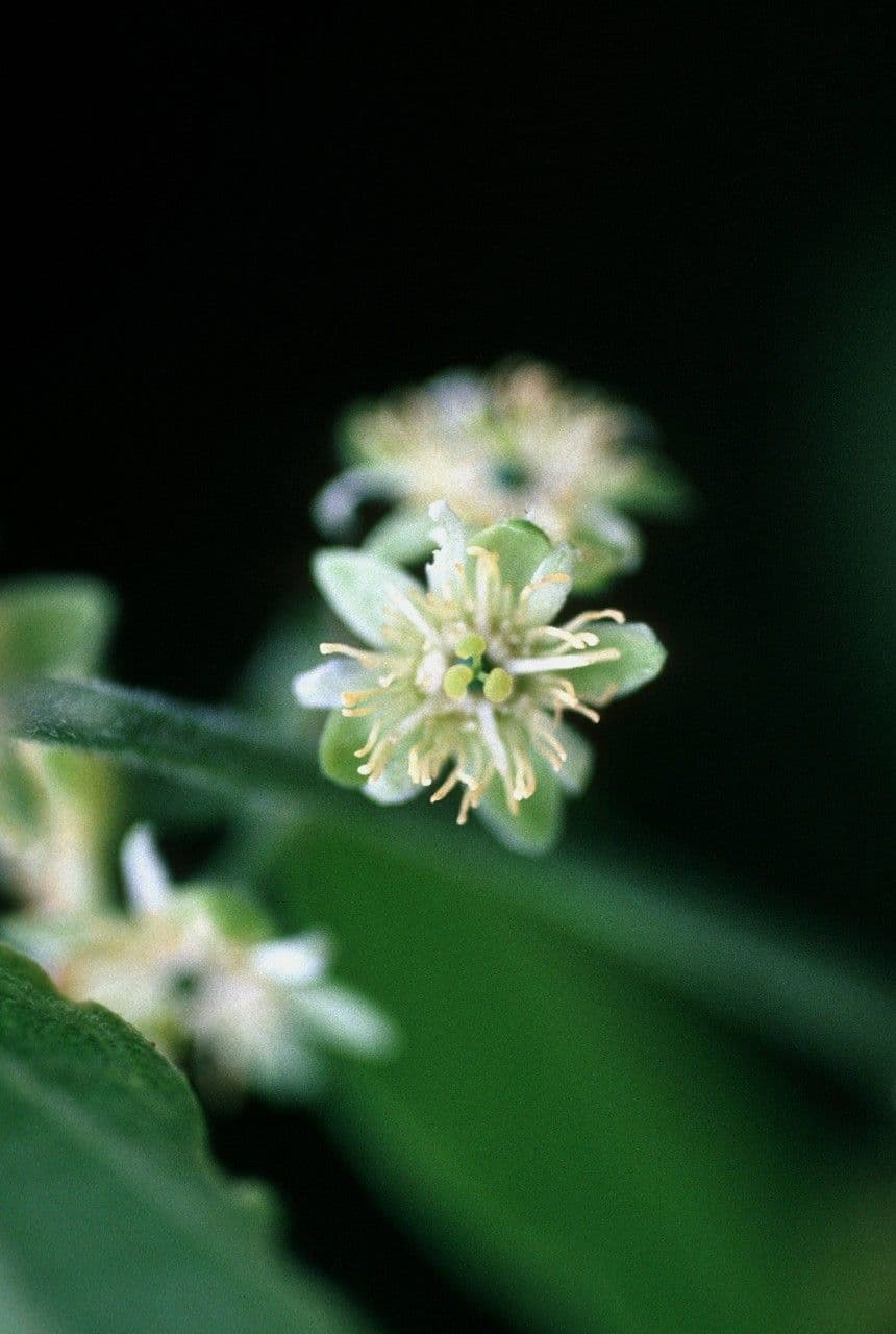 Passiflora
