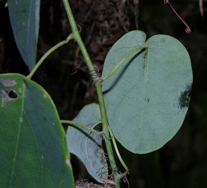Passiflora 23