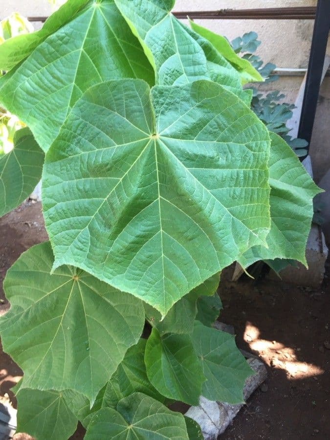 Dombeya burgessiae 18