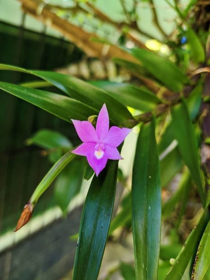 Dimerandra emarginata