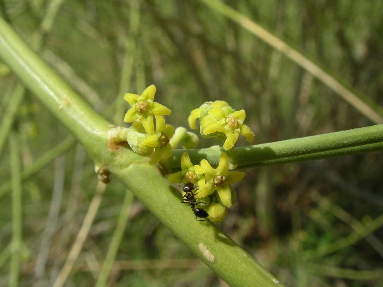 Leptadenia pyrotechnica 5