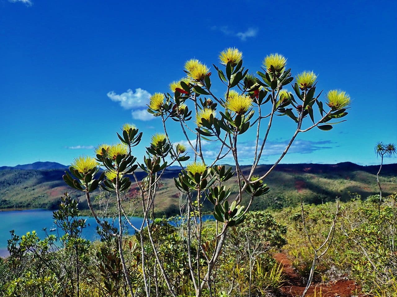 Melaleuca 17