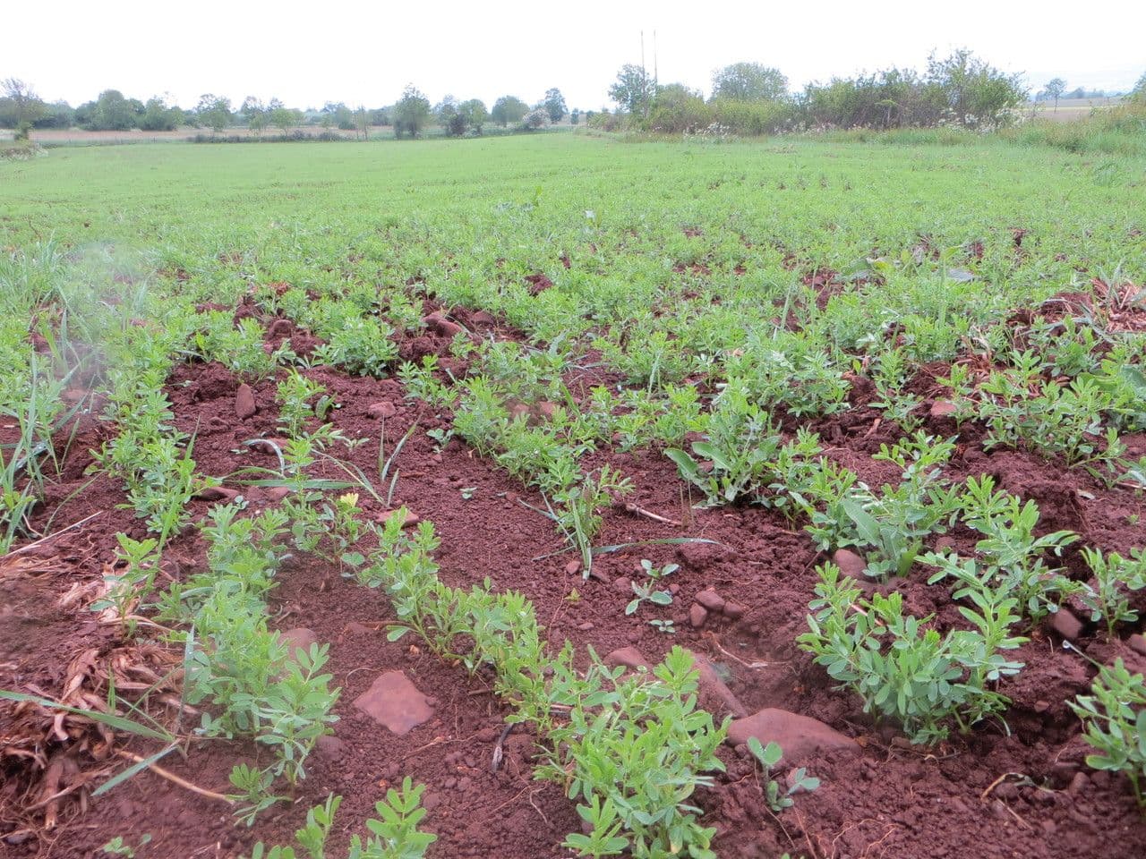 Soczewica jadalna 15