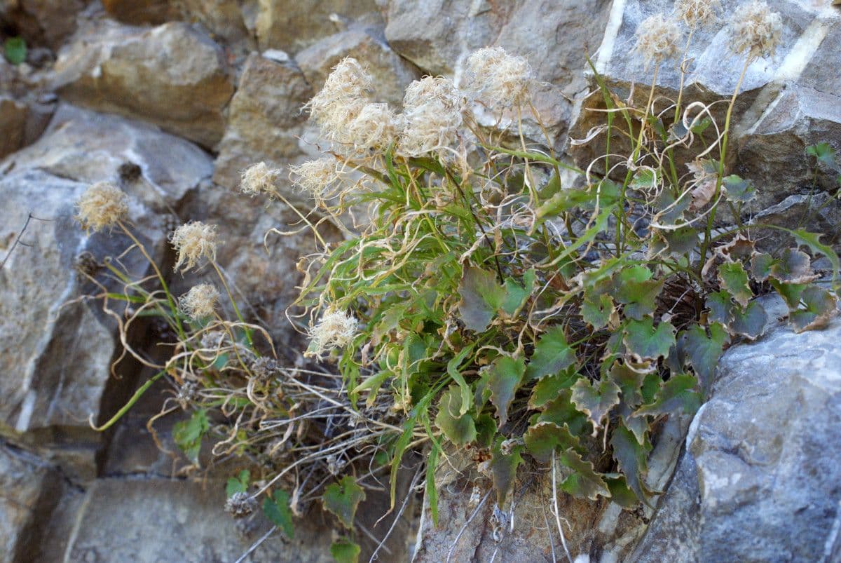 Campanula di Charmel 7