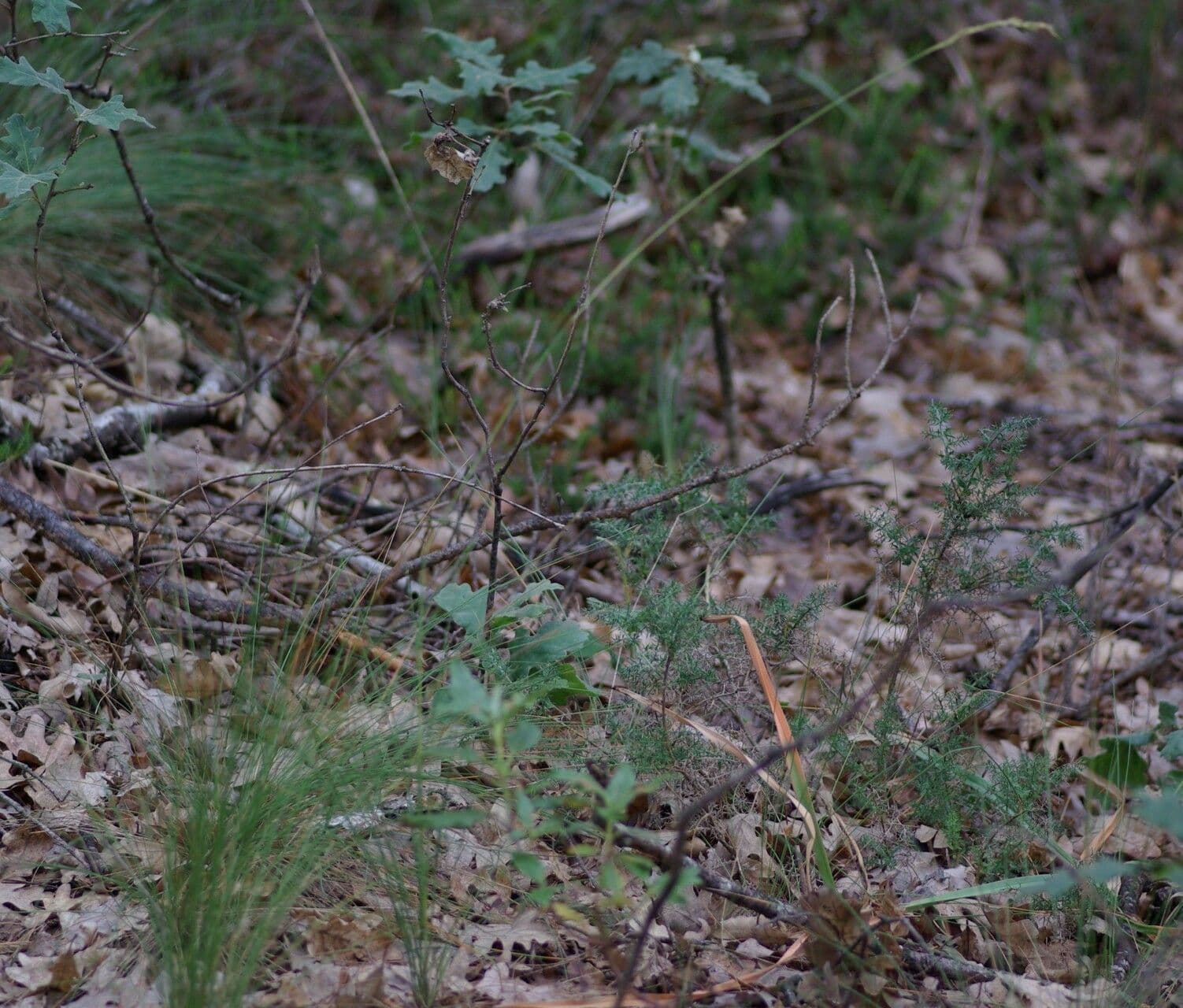Fétuque paniculée 2