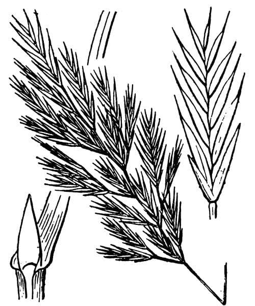 Vulpiella