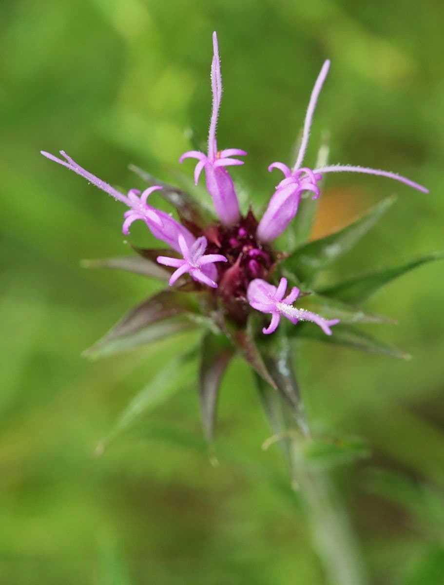Vernonia 2